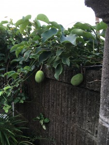 ムベの実が大きくなりました