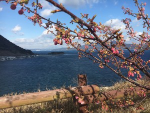 ２月１１日（土）上関町川津桜　まだ、３分咲