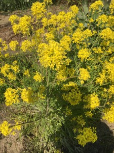 水炊き・サラダに大活躍。 水菜のはなです