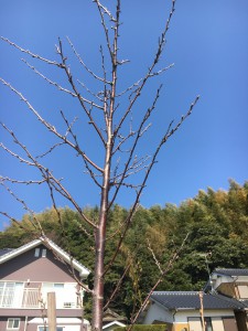 植樹4年目。まだ花芽は見えない桜の木