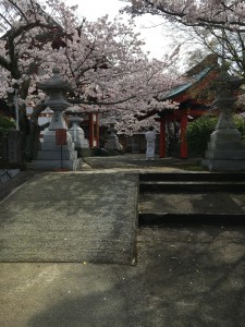 プロ並みの写真家 お稲荷さんの宮司さんも 満開の桜にうっとり