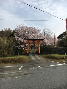 駐車場から　 鳥居とさくら