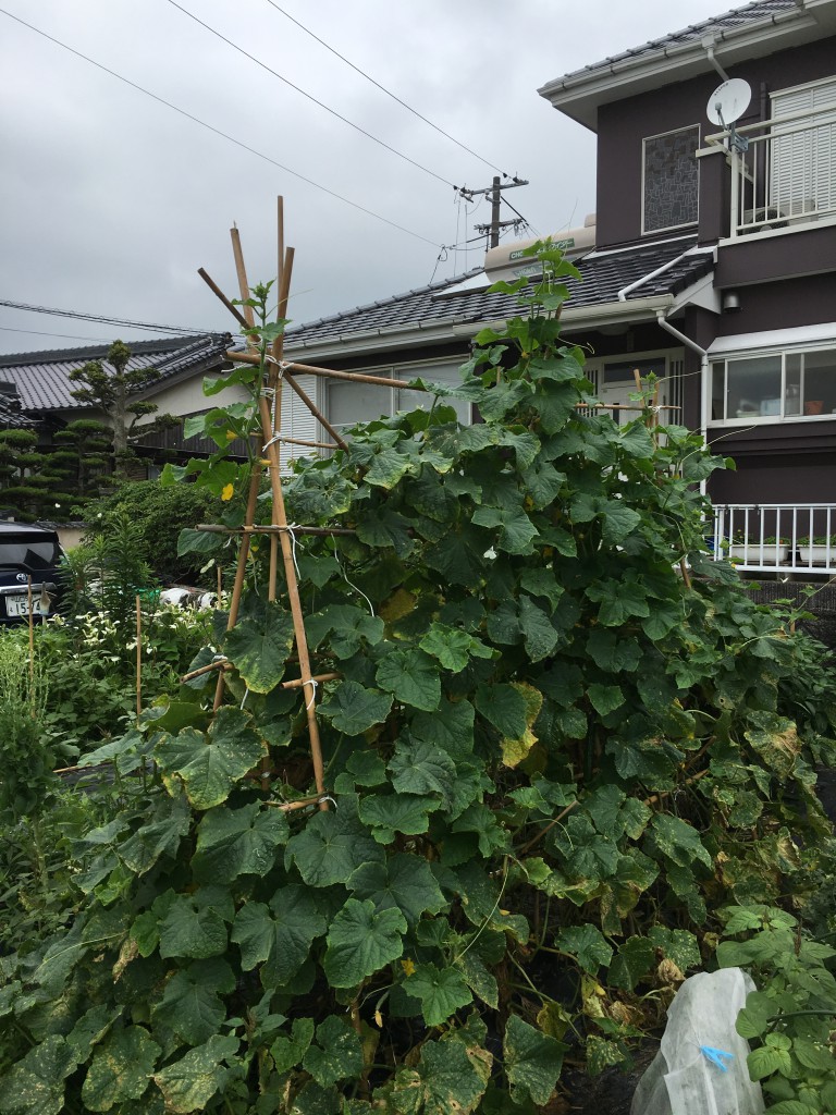 先ずは、きゅうり