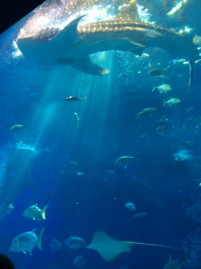 美ら海水族館　ジンベイザメ・マンタなどに餌やりの時間でした。