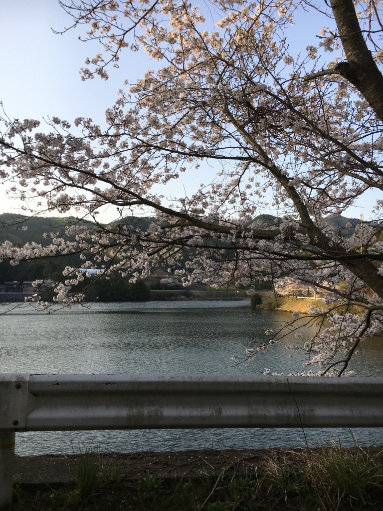 夕暮れ時 石井ダムの桜
