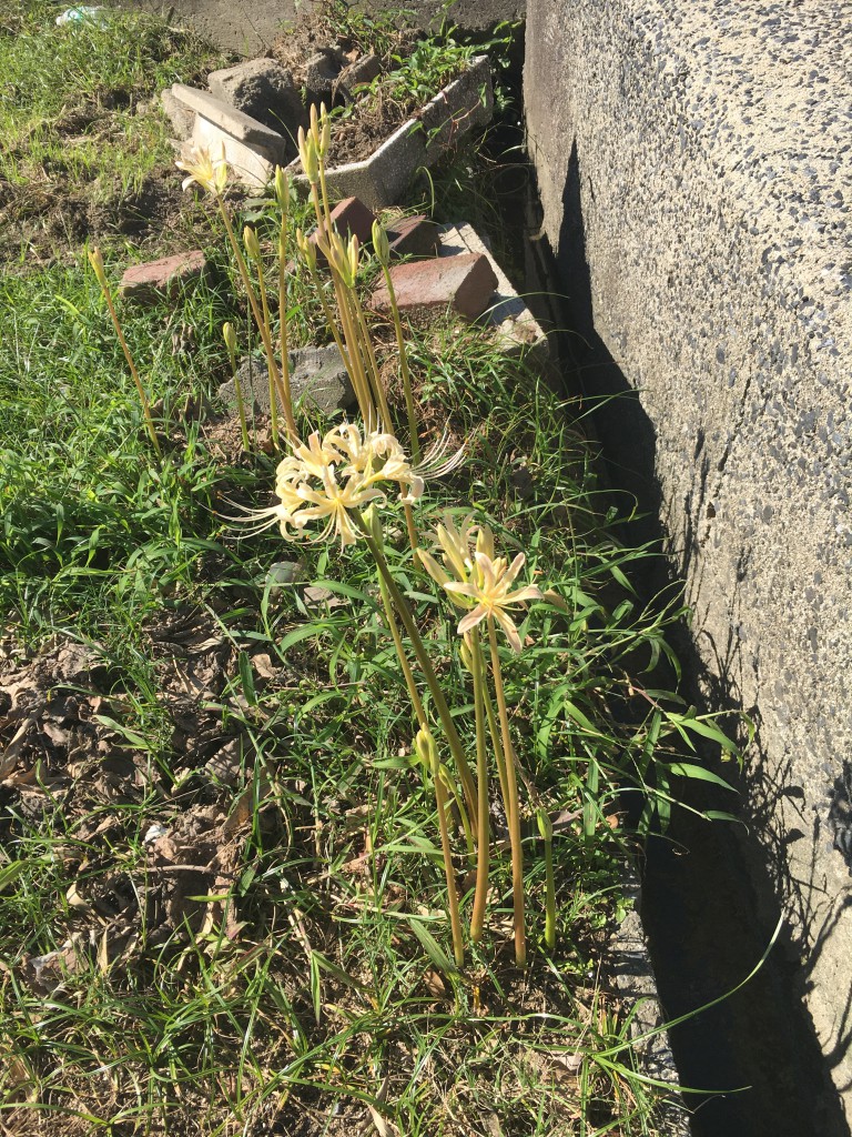 彼岸花が咲き始めました